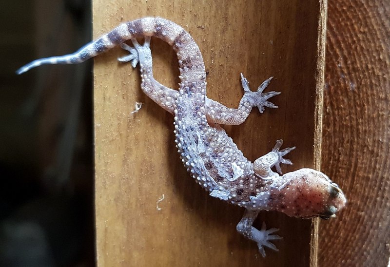 Mediodactylus kotschyi геккон