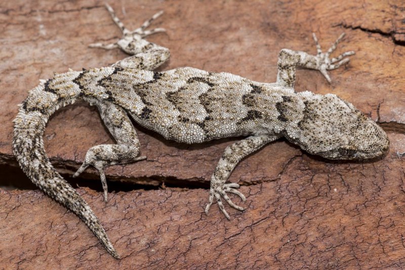 Cyrtodactylus bichnganae