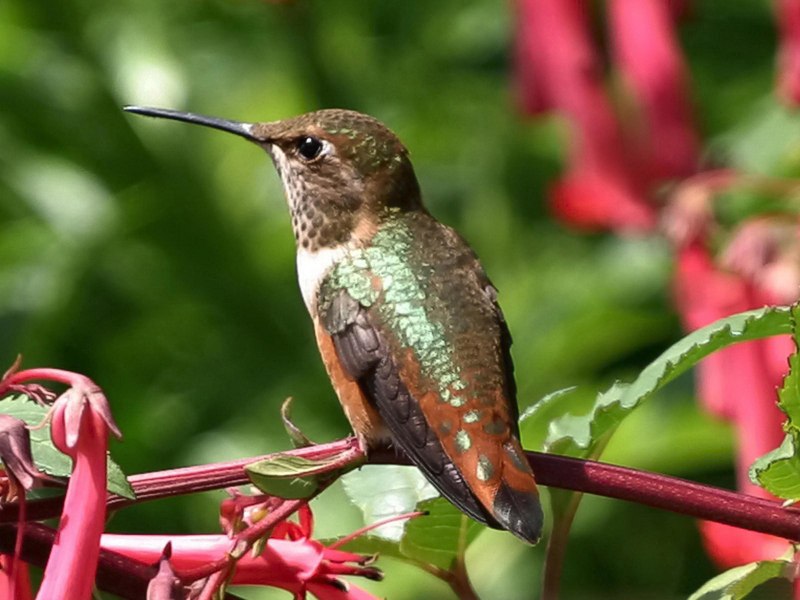 Arch Colibri
