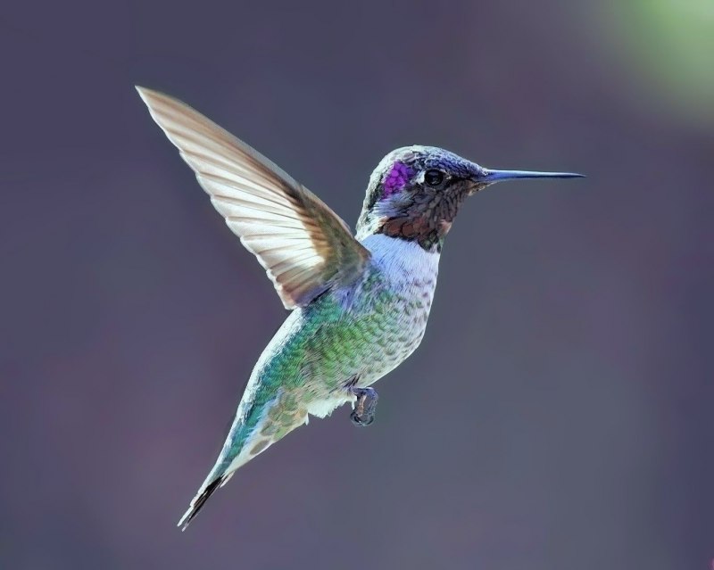 Giant Hummingbird