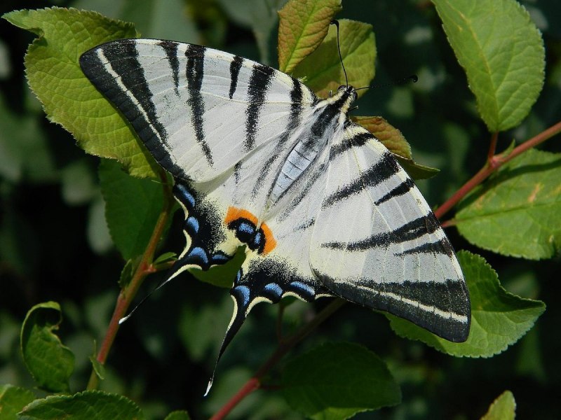 Подалирий (Iphiclides podalirius)
