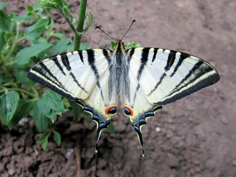 Подалирий (Iphiclides podalirius Linnaeus, 1758)