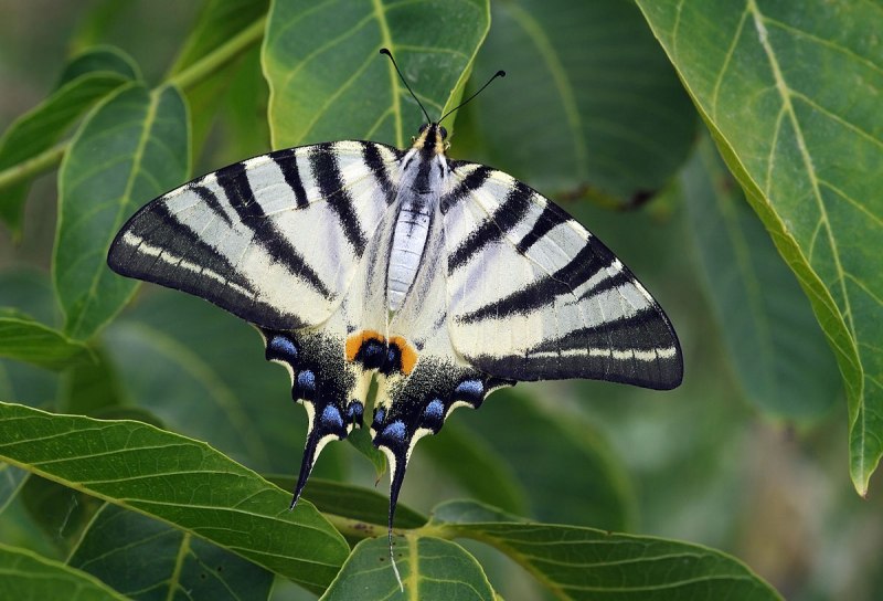 Papilio Rumanzovia бабочка