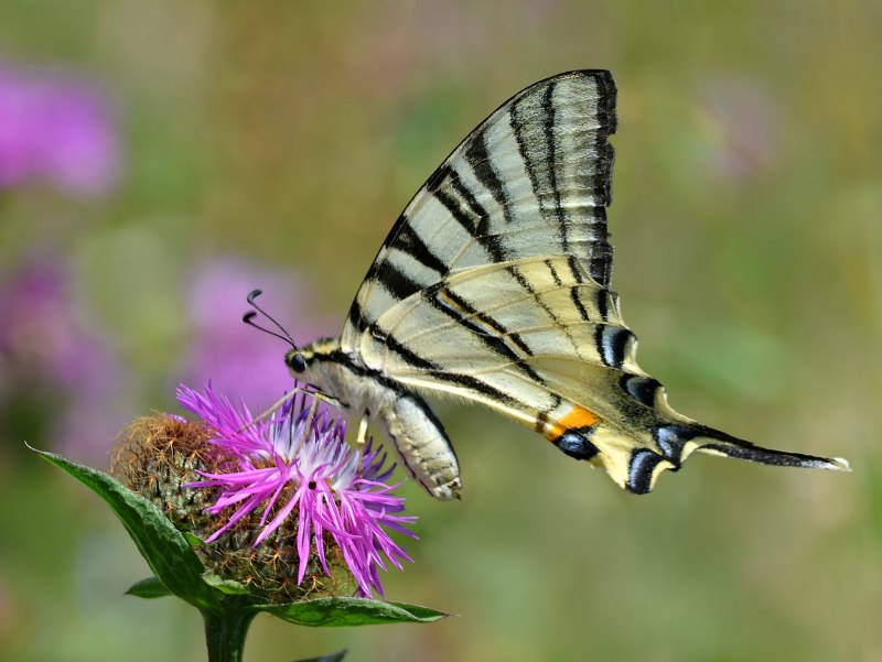 Подалирий (Iphiclides podalirius)