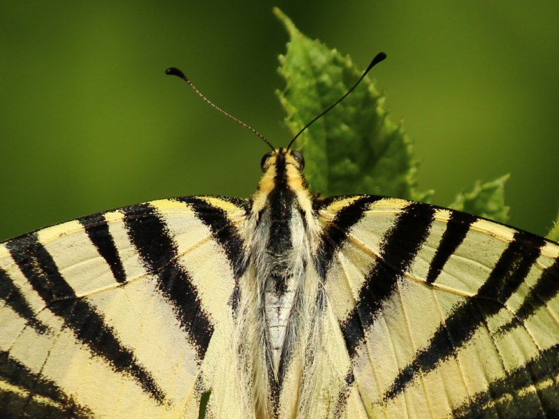 Бабочка Махаон (Papilio Machaon)