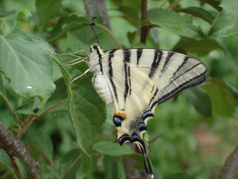 Подалирий (Iphiclides podalirius)