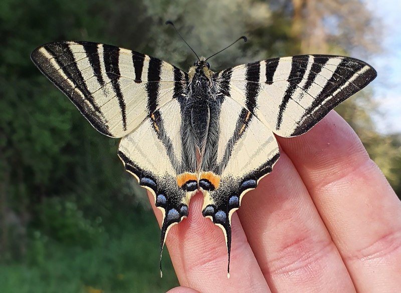 Подалирий (Iphiclides podalirius)