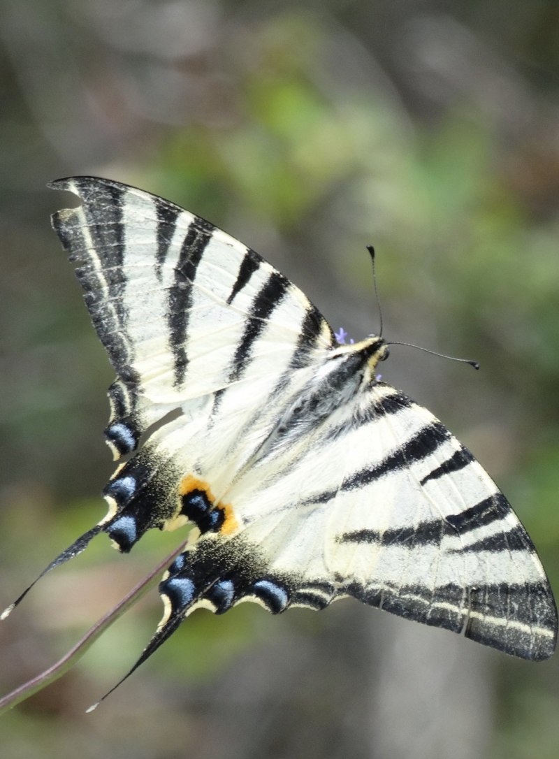 Подалирий (Iphiclides podalirius)