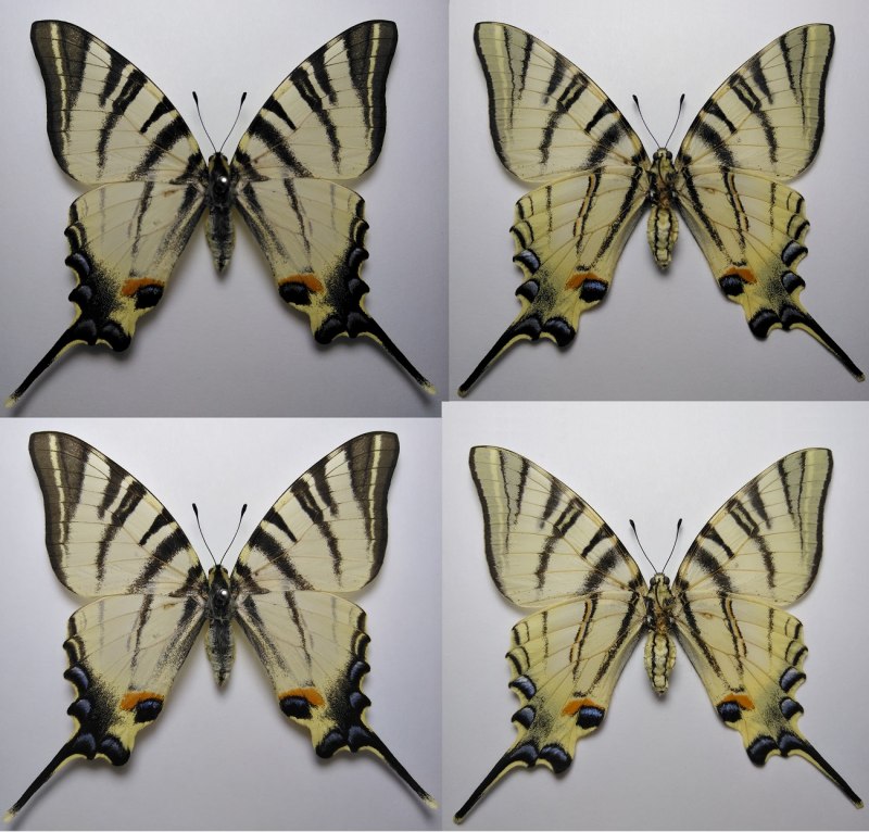Подалирий (Iphiclides podalirius)