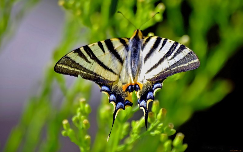 Подалирий (Iphiclides podalirius)