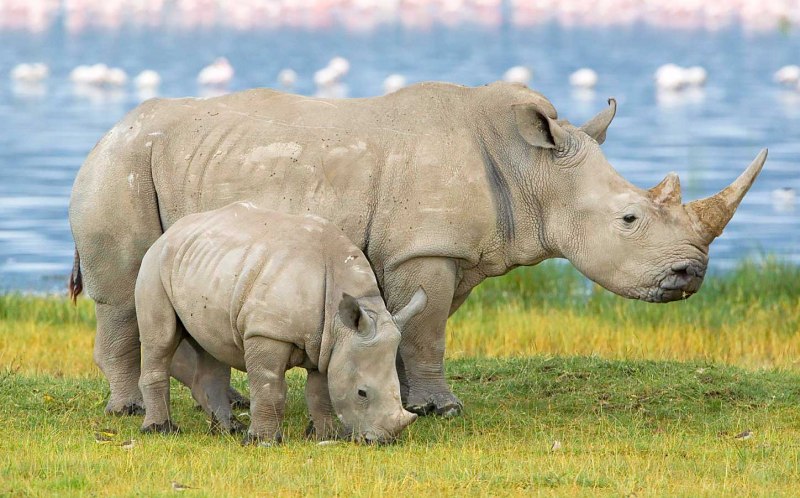 Белый носорог (62 фото)
