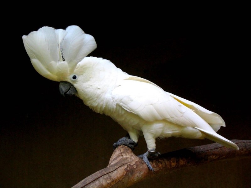 Белый какаду (52 фото)
