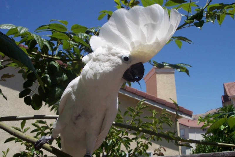 White Cockatoo птица
