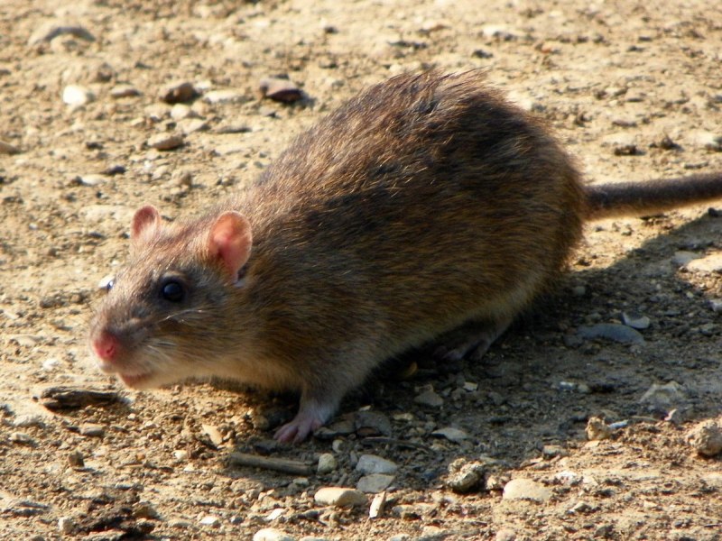 Серая крыса Rattus Rattus
