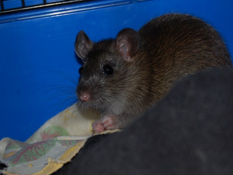 Серая крыса (Пасюк) - Rattus norvegicus.
