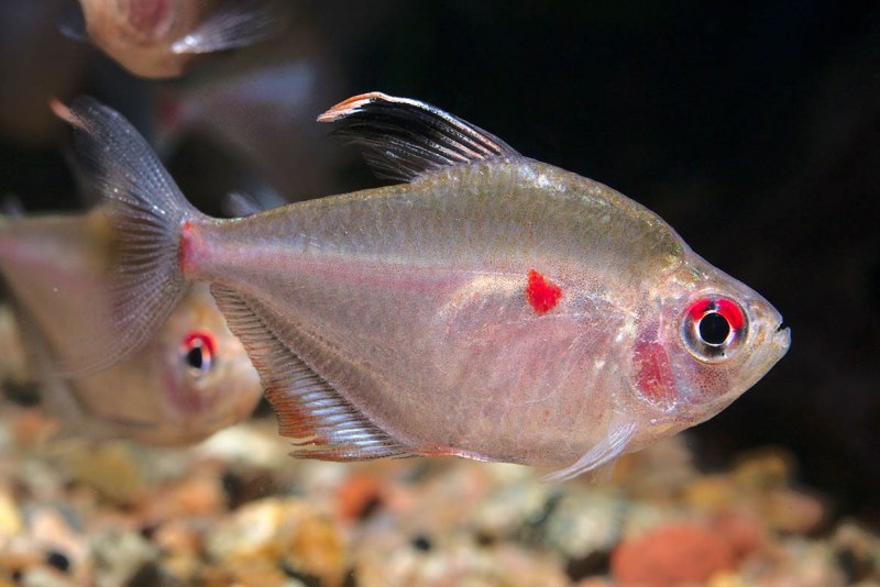 Hyphessobrycon amapaensis