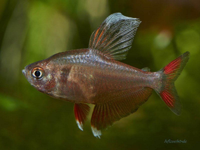 Hyphessobrycon красный Фантом