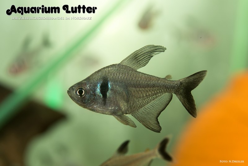Hyphessobrycon megalopterus