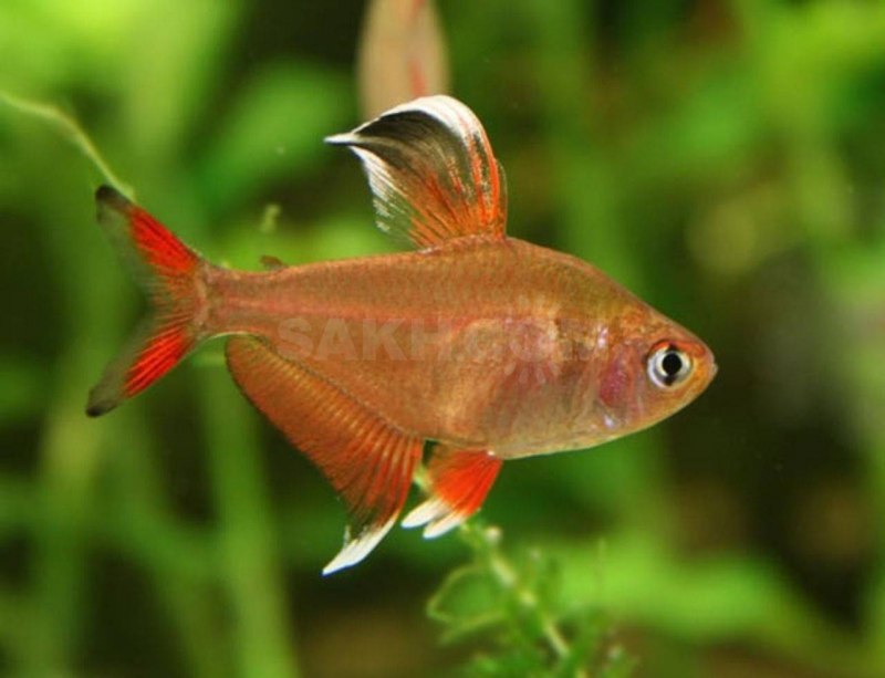 Hyphessobrycon Epicharis