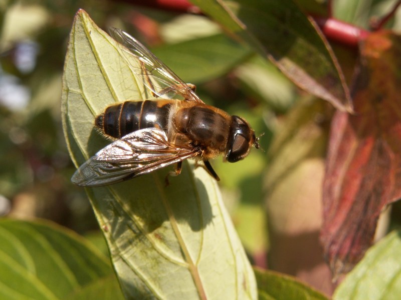 Hoverfly насекомое