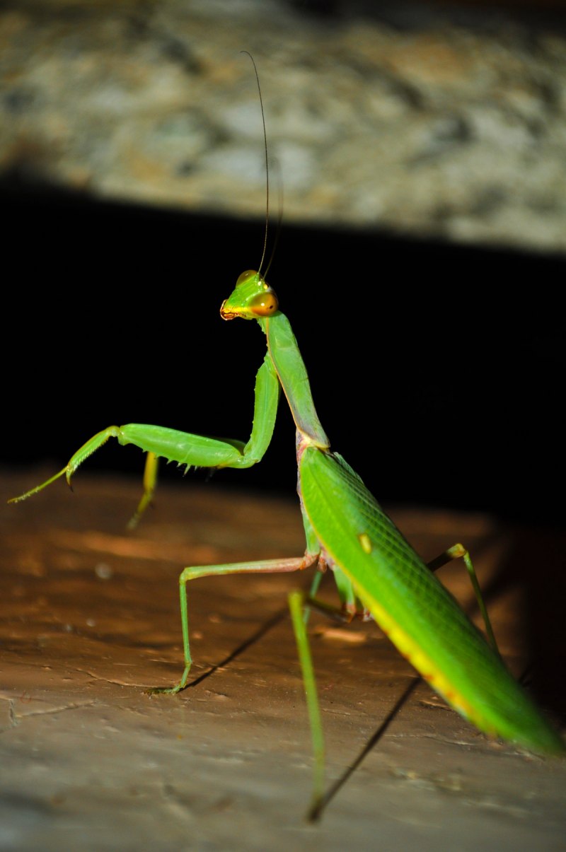 Земляной богомол (Geomantis Larvoides)