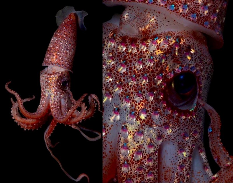 Кальмарам octopoteuthis deletron