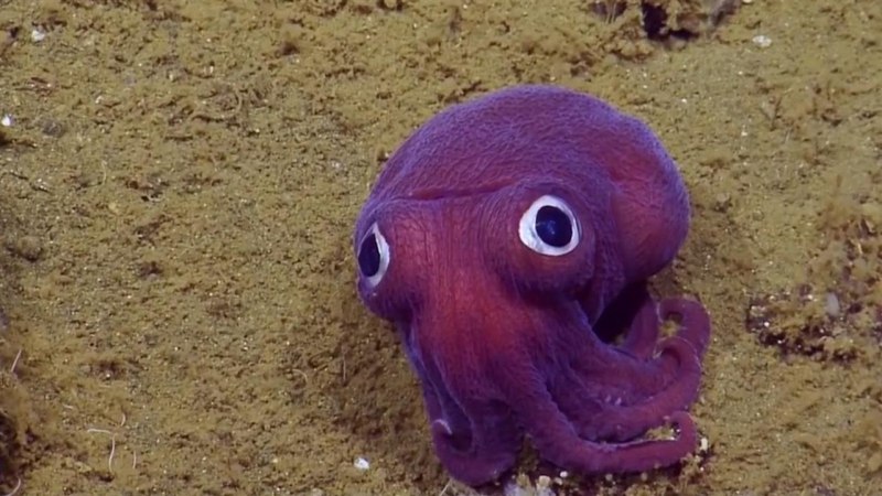 Histioteuthis heteropsis