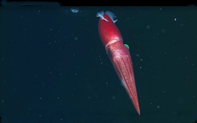 Histioteuthis heteropsis