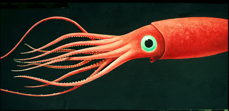 Кальмар Histioteuthis heteropsis