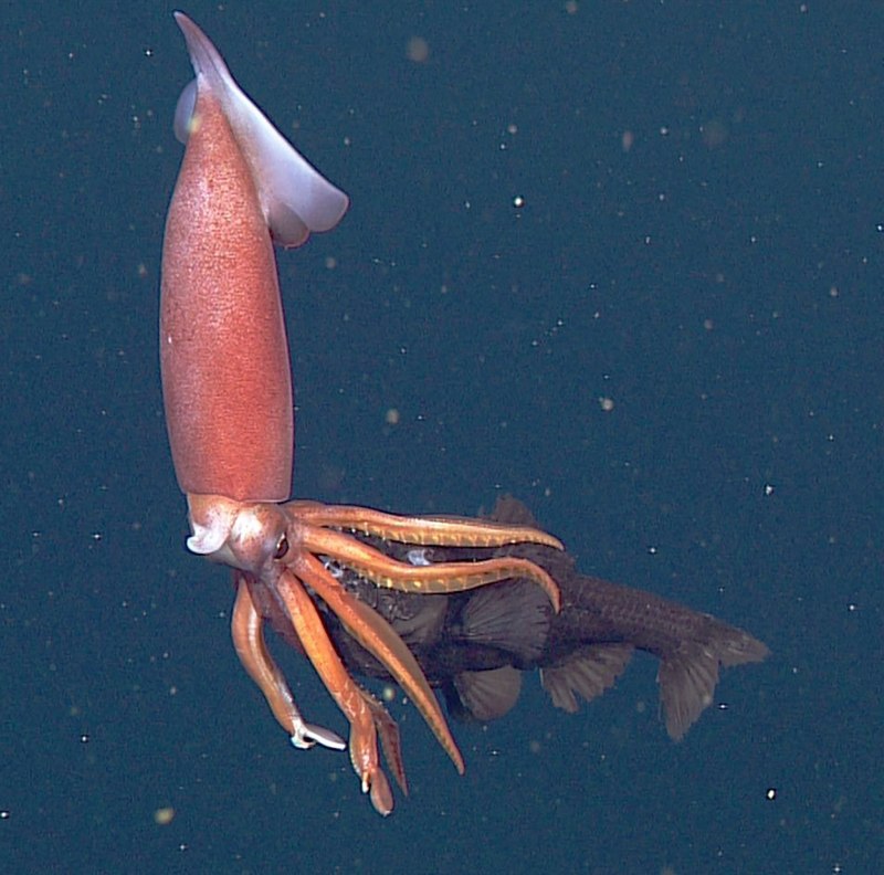 Кальмар Helicocranchia pfefferi