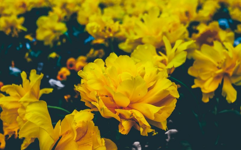 Бегония клубневая Yellow