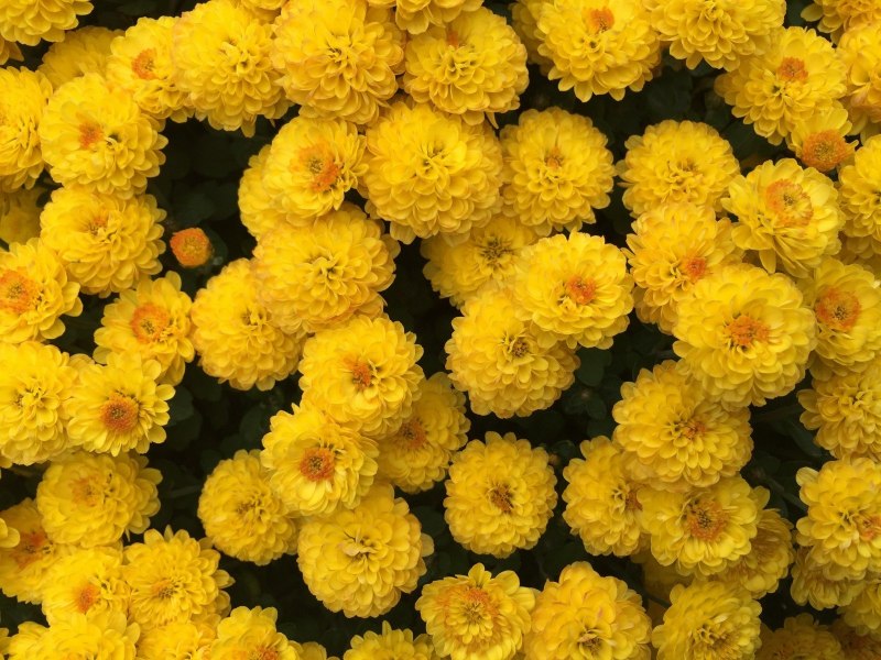 Бархатцы отклоненные Durango Yellow