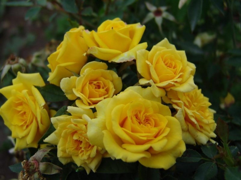 Мирзои желтая Mirzoi Yellow