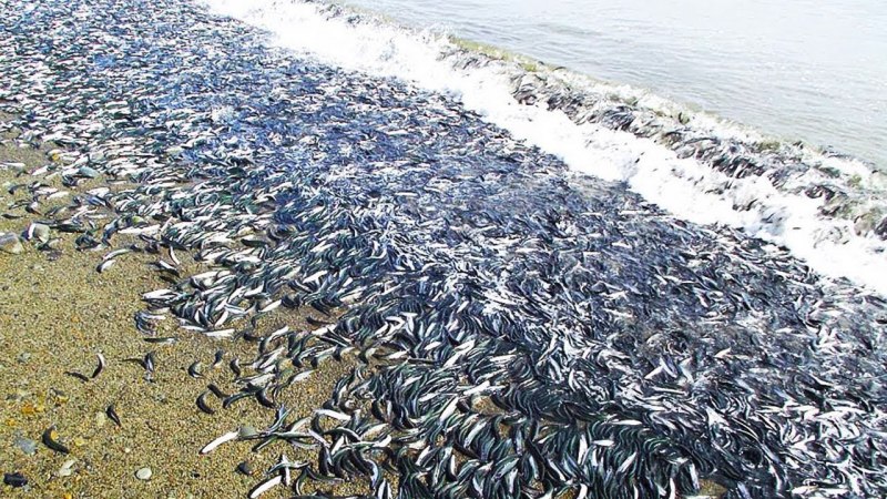 Мойва Охотское море