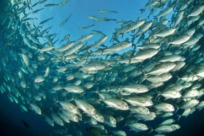 Морская малоротая корюшка