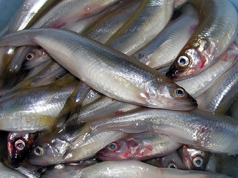 Рыбий косяк