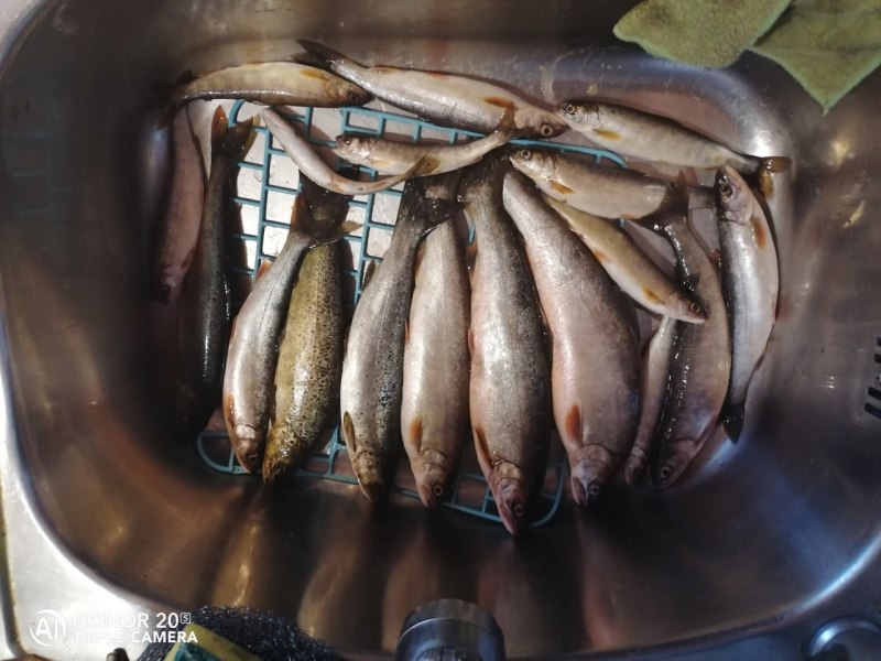 Сельдь Охотское море