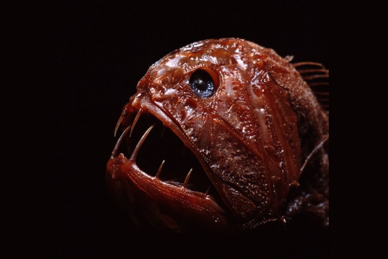 Длиннорогий Саблезуб (Anoplogaster cornuta)