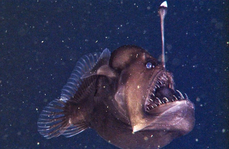 Морской черт удильщик
