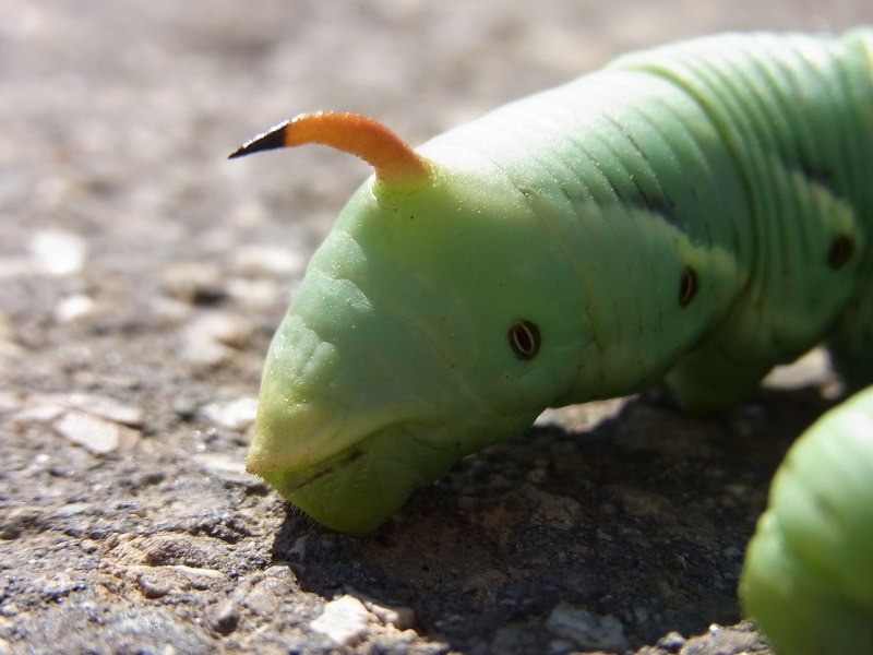 Green Caterpillar гусеница