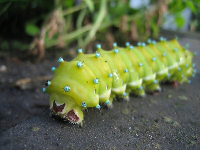 Гусеница Cerura vinula