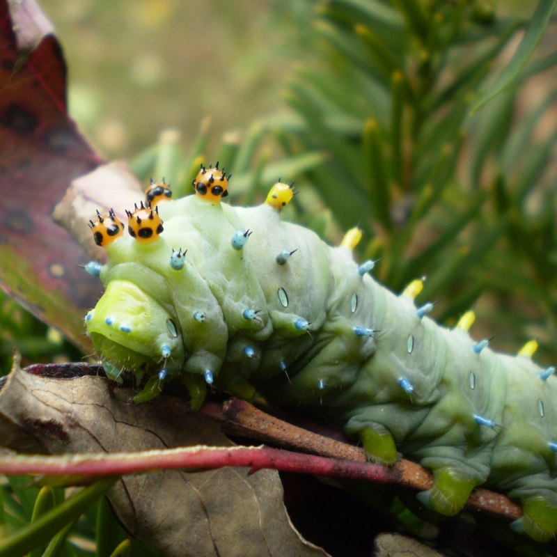 Actias angulocaudata гусеница