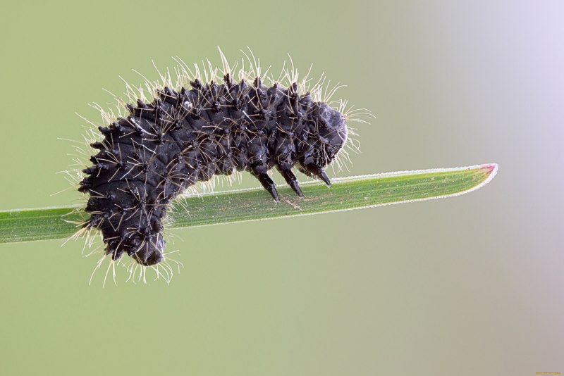 Гусеница Cerura vinula