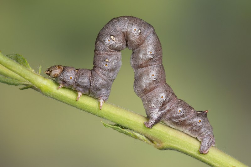 Sibine stimulea