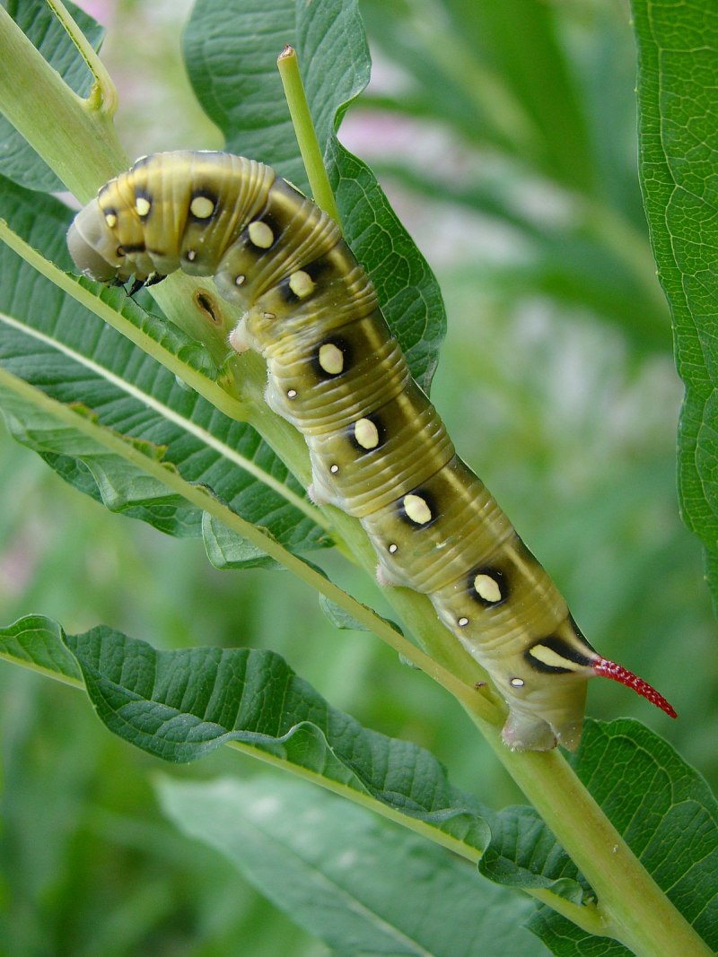 Павлиноглазка Грушевая (Saturnia pyri) гусеница