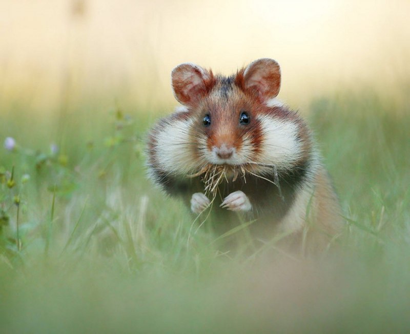 Обыкновенный хомяк Cricetus Cricetus