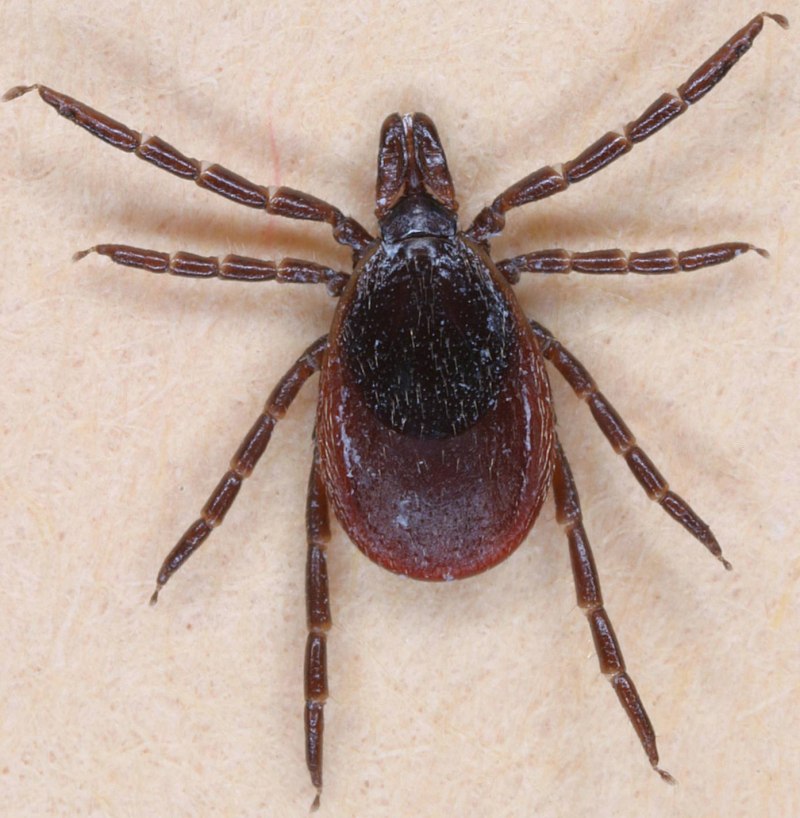 Dermacentor reticulatus