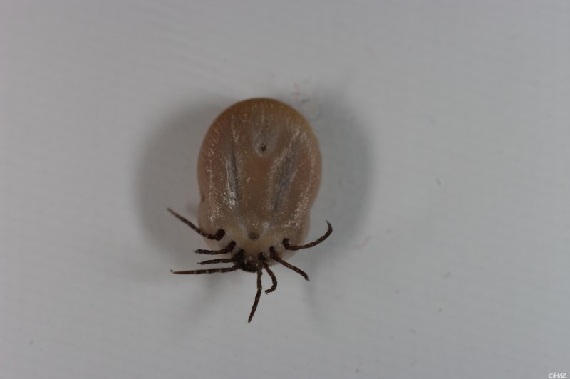 Dermacentor marginatus пастбищный клещ