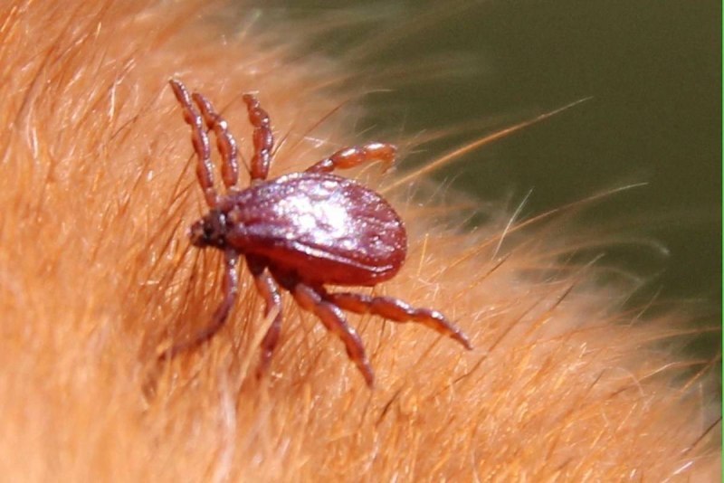 Dermacentor reticulatus