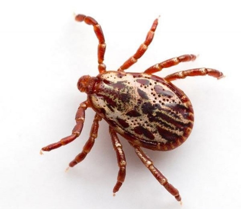 Amblyomma americanum